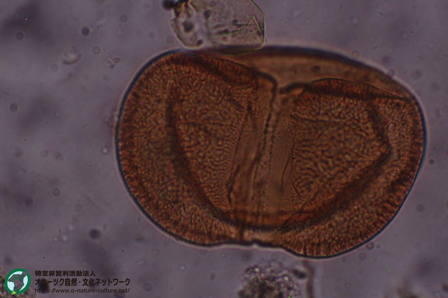古環境変遷解析~花粉分析2