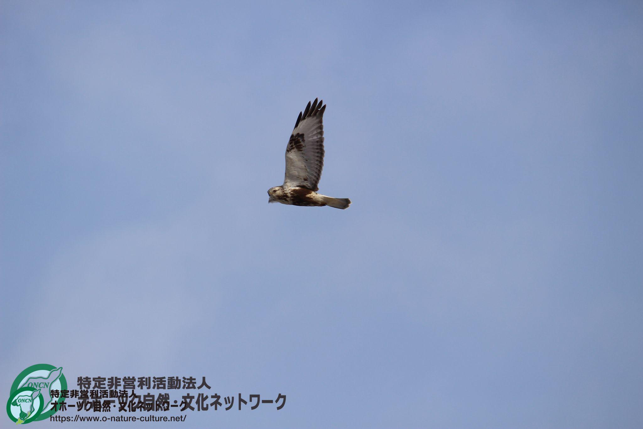 今日の野鳥 ケアシノスリ Npo法人 オホーツク自然 文化ネットワーク