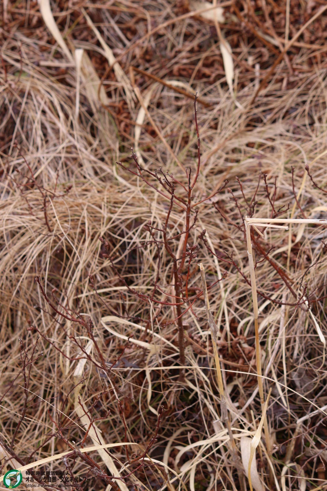 ヤチヤナギ – NPO法人 オホーツク自然・文化ネットワーク