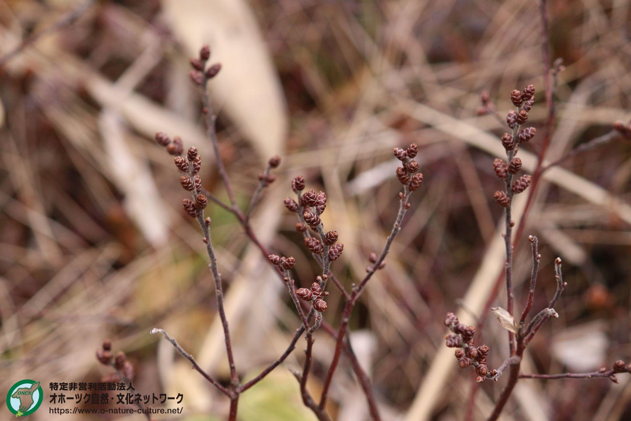 ヤチヤナギ – NPO法人 オホーツク自然・文化ネットワーク