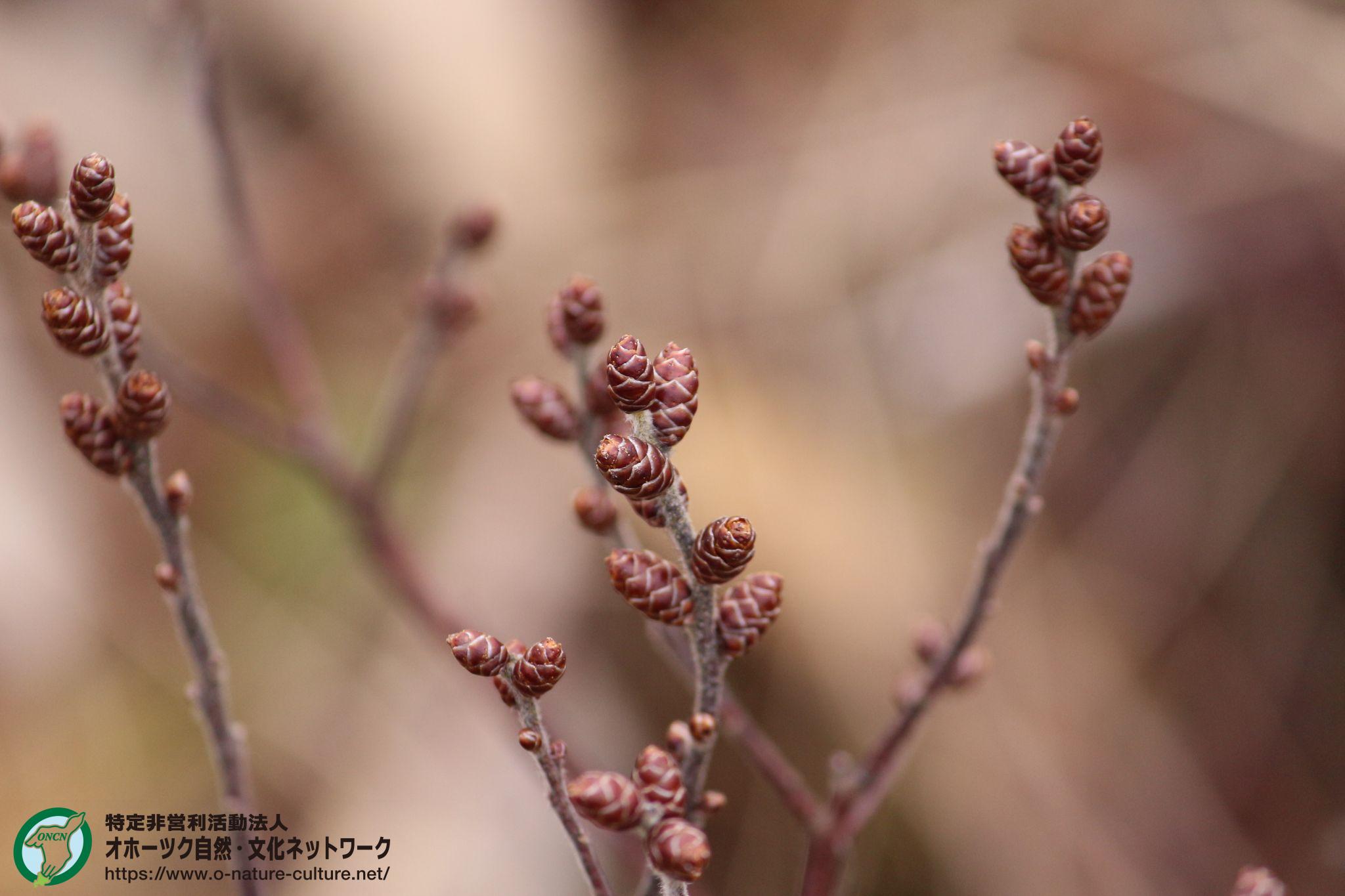 ヤチヤナギ – NPO法人 オホーツク自然・文化ネットワーク