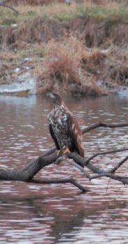 オホーツク地域～川辺の野鳥