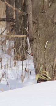オホーツク地域～今日の野鳥14