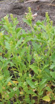 2020年度 シブノツナイ湖調査成果1