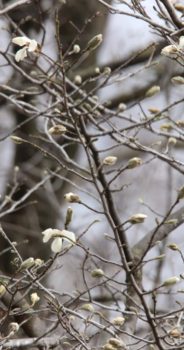 オホーツク地域～春の風景2