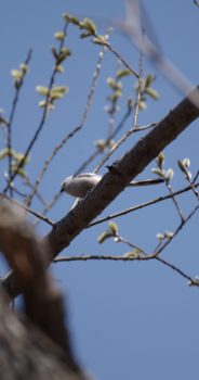 オホーツク地域～春の残影・鳥と虫