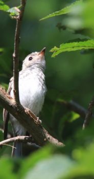 オホーツク地域～盛夏の風景・野鳥1