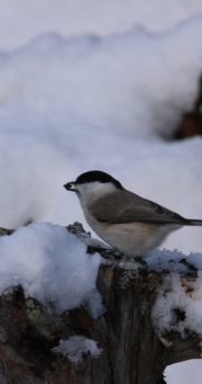 オホーツク地域～冬の風景・野鳥1