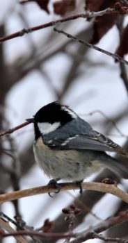 オホーツク地域～真冬の風景・野鳥10