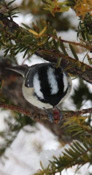 オホーツク地域～真冬の風景・野鳥11