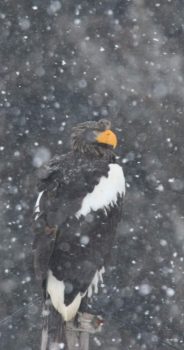 オホーツク地域～真冬の風景・野鳥12