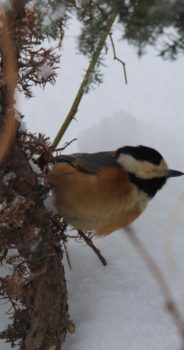 オホーツク地域～真冬の風景・野鳥16