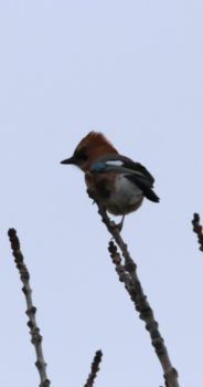 オホーツク地域～真冬の風景・野鳥18