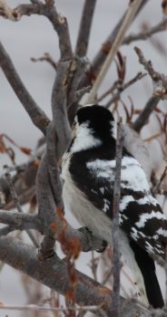 オホーツク地域～真冬の風景・野鳥19